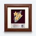 7" x 7" Frame with Gold Plated Pewter - Orchid 3 Flower (Anggerik)